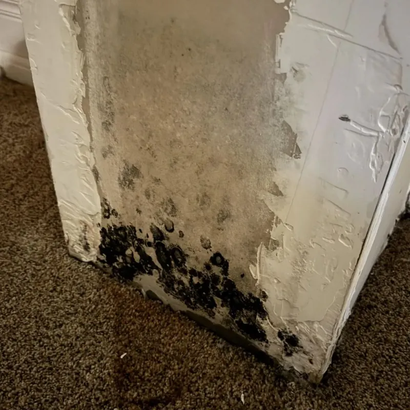 Professional Mold Removal in Denver, CO